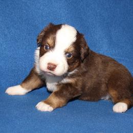 Cody - Red tri-color male Miniature American Shepherd puppy in Hillsdale, Michigan from Faithwalk Aussies and Mini American Shepherds
