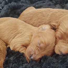Goldendoodle Puppies from Rustic Road Doodles