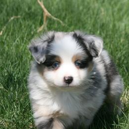 W47 - Blue merle male Miniature Australian Shepherd puppy in Fairview, South Dakota from Dakota Toy Aussies