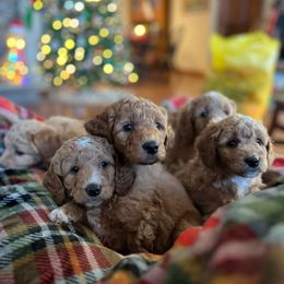 Bernedoodle and Goldendoodle Puppies from Brunsman Country Doodles LLC