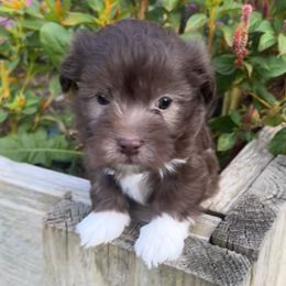 Hershey - AKC - Chocolate male Havanese puppy in Mc Louth, Kansas from Harmony Valley Cavaliers & Havanese