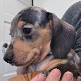 Light blue collar black and tan dapple boy - Dapple male Dachshund puppy in Caldwell, Idaho from Dozendachs