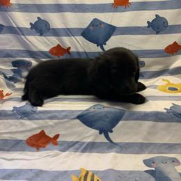 Boy 1 - Black male Dachshund puppy in Vinton, Iowa from Lerch Family Dachshunds