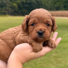 Feyre - Red female Cockapoo puppy in Liberty, Kentucky from Kentucky Cockapoos
