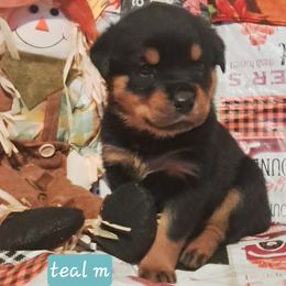 Boy 2 - Black and mahogany male Rottweiler puppy in De Witt, Iowa from Irish Eyes Kennels
