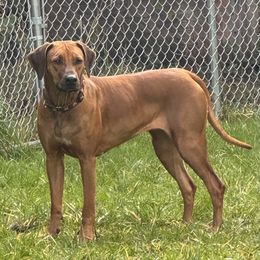 Kriya - Rhodesian Ridgeback