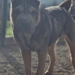 Shadow - Blue sable male Chinese Shar-Pei puppy in Salem, Ohio from WrinkleMonsters