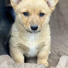 American Corgi and Pembroke Welsh Corgi Puppies from Foxy Knoll Farm