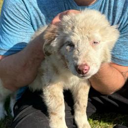 Redmond - Red merle male Australian Shepherd puppy in Four Oaks, North Carolina from RoseWest Farms