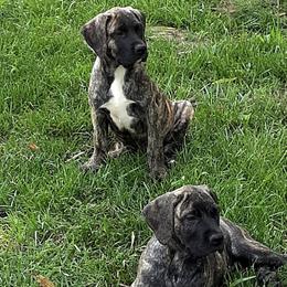Perro de Presa Canarios from King Royal Kennel