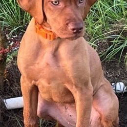 Vizslas from Vizsla of Florida