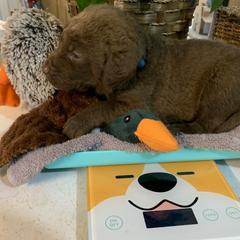 Chesapeake Bay Retriever Puppies from Two Rivers Chesapeakes