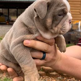 English Bulldog Puppies from Thompson Pack