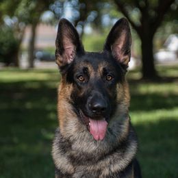 Nes - German Shepherd