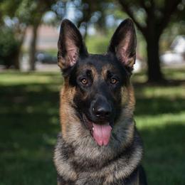 Nes - German Shepherd