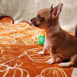 Lil Pumpkin Pie - Blue fawn male Chihuahua puppy in Weatherford, Texas from Small and Mighty Chihuahuas