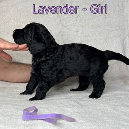 Goldendoodle and Poodle Puppies from Poodles and Doodles By Grace