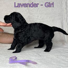 Goldendoodle and Poodle Puppies from Poodles and Doodles By Grace