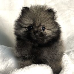Pomeranian Puppies from POMS USA