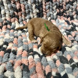 Green - Apricot Goldendoodle puppy in Canton, Georgia from Doodle Family