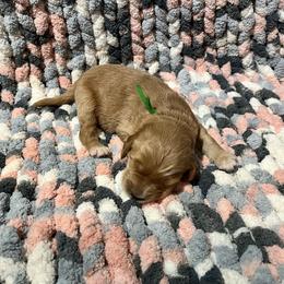 Green - Apricot Goldendoodle puppy in Canton, Georgia from Doodle Family