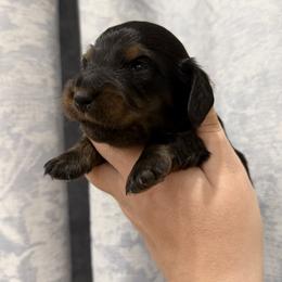 Black and tan male 1 - Black and tan male Dachshund puppy in Bowling Green, Kentucky from Dachshunds of the Valley