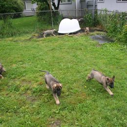 Shiloh Shepherd Puppies from Solace Shilohs