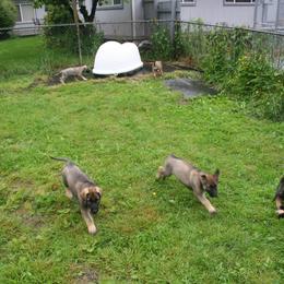 Shiloh Shepherd Puppies from Solace Shilohs