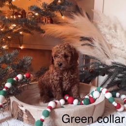 Assorted Doodle Crosses, Bordoodle, Goldendoodle, and Labradoodle Puppies from Card Family Ranch