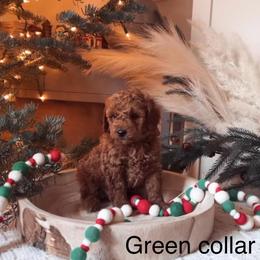 Assorted Doodle Crosses, Bordoodle, Goldendoodle, and Labradoodle Puppies from Card Family Ranch