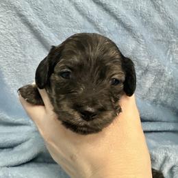 Harp - Brindle female Dachshund puppy in Memphis, Tennessee from River City Doxies