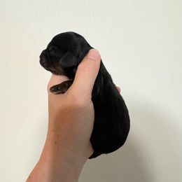 Tallulah - Black and tan female Cavapoo puppy in Eatonton, Georgia from TNT Puppies
