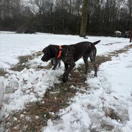 Kelly - German Shorthaired Pointer