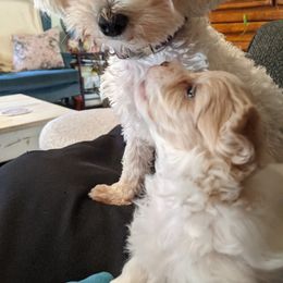 Maltese, Maltipoo, and Poodle Puppies from MountCarmelPuppies