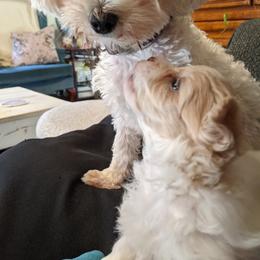 Maltese, Maltipoo, and Poodle Puppies from MountCarmelPuppies