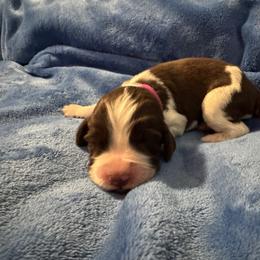 Dark pink - Liver white and roan female English Springer Spaniel puppy in Williston, Florida from Bizzy Farms English Springer Spaniels