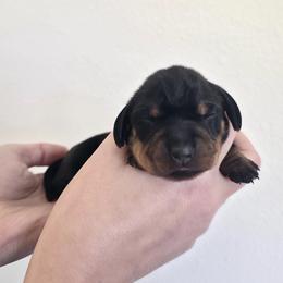 Moon Pie - Black and tan female Dachshund puppy in Mobile, Alabama from Katrina's Dachshunds