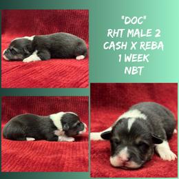 Doc - Black and tan male Pembroke Welsh Corgi puppy in Stephenville, Texas from Rising JM Pembrokes