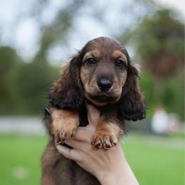 Charmander - Red male Dachshund puppy in Tampa, Florida from EntityDachs