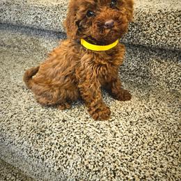 Oakley - Red  male Poodle puppy in Salt Lake City, Utah from Premier Paws