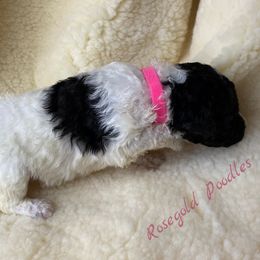 Poodle Puppies from Rosegold Poodles