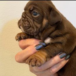 Caramel - Chocolate tri-color male Bulldog puppy in Zionsville, Indiana from Midwest Bulldogs