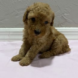 Red girl 1 - Red  female Poodle puppy in Williston, Florida from JD French Bulldogs, Mini Poodles, and Border Collies