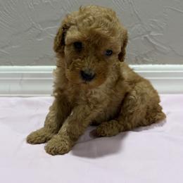 Red girl 1 - Red  female Poodle puppy in Williston, Florida from JD French Bulldogs, Mini Poodles, and Border Collies
