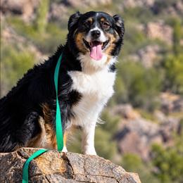 Taffy - Black tri-color female Australian Shepherd puppy in Waddell, Arizona from Winsome Aussies