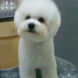 Apple - Bichon Frise