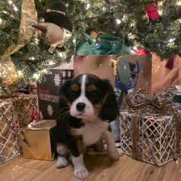Saint - Tri-color male Cavalier King Charles Spaniel puppy in Springfield, Missouri from Caney Mountain Cavaliers LLC