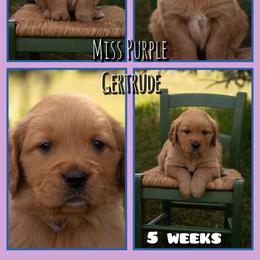 Gertrude (Gertie) - Dark golden female Golden Retriever puppy in Driggs, Idaho from SK Golden Retrievers