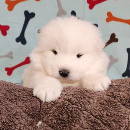 Samoyed Puppies from Limelight Samoyeds