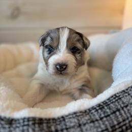 Clarice - Blue merle female Australian Shepherd puppy in Morrow, Ohio from OakHaven Acres Aussies